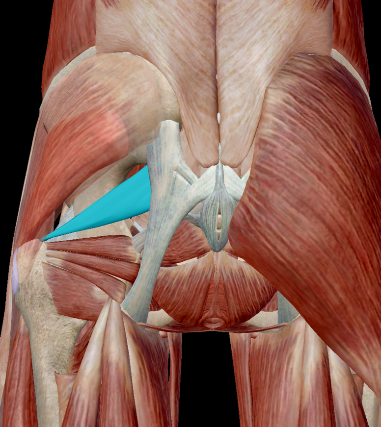 Muscles Of The Butt 107